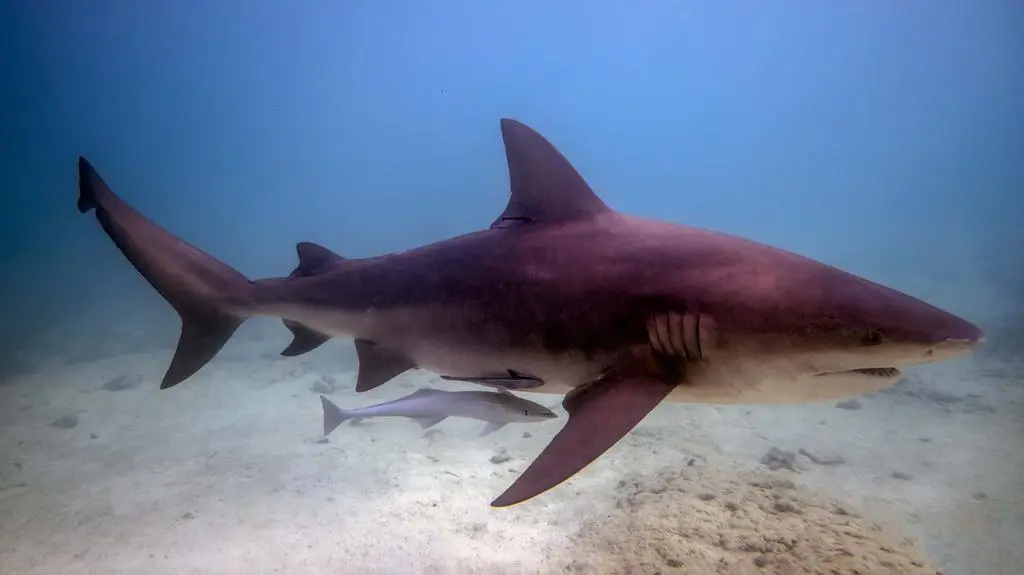Trzy ataki rekinów w 24 godziny. Nastolatek w stanie krytycznym