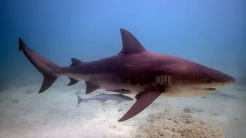 Żarłacz tępogłowy