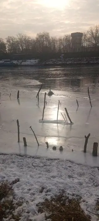 Łabędź przymarzł do Wisły