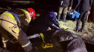 Źrebak utknął na piętrze stodoły