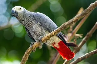 Żako (Psittacus erithacus) - zdj. ilustracyjne
