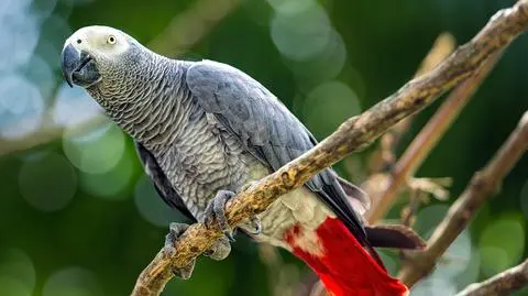 Żako (Psittacus erithacus) - zdj. ilustracyjne