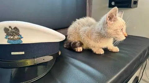 Mały kot, wielki wypadek. Jak bezpiecznie podróżować ze zwierzętami