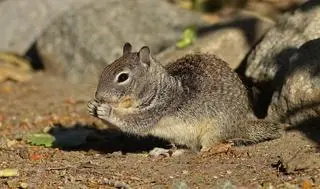 Otospermophilus beecheyi