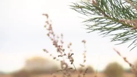 3010N066X DZIALKOWCY