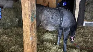 Koń na poddaszu stodoły