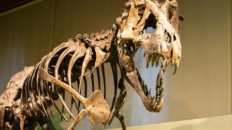 Największy dinozaur na Ziemi mógł ważyć nawet 15 ton