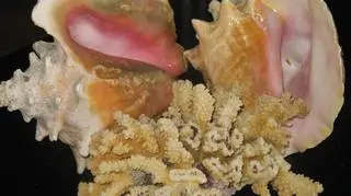 Muszle i rafa koralowa