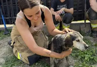 Z kanalizacji dobiegało skomlenie, ale psa nie widzieli