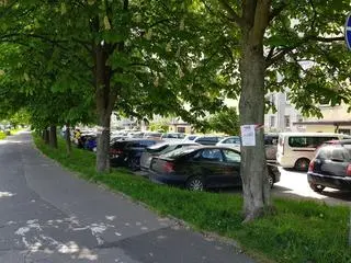 Wycinka ponad tysiąca drzew pod budowę linii tramwajowej. Protest mieszkańców