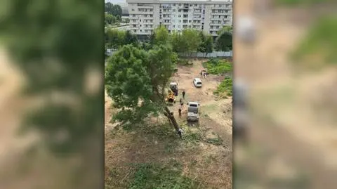 Wycinka drzew przy ulicy Lema w Krakowie