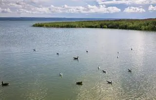 Ptaki na Mierzei Wiślanej