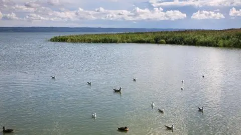 Ptaki, Mierzeja Wiślana