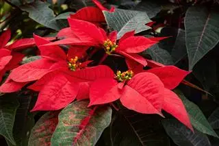 Gwiazda betlejemska, czyli wilczomlecz nadobny