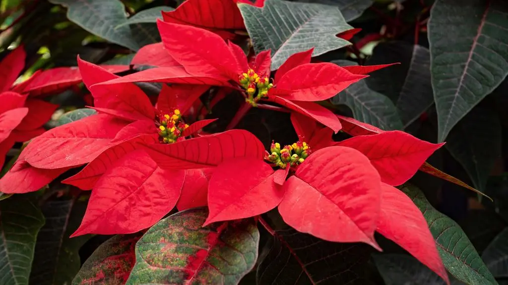 Czy gwiazda betlejemska jest trująca?