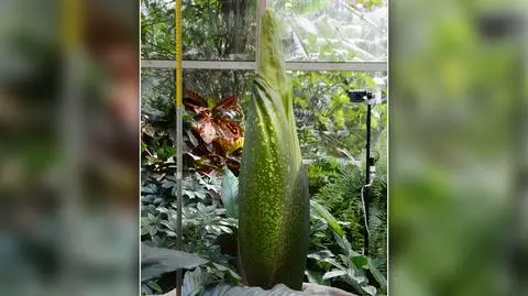 Dziwidło olbrzymie w Ogrodzie Botanicznym UW