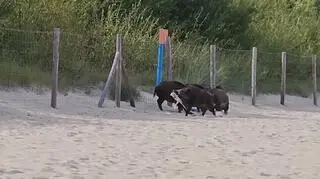 Dziki zabrały jednemu z plażowiczów plecak