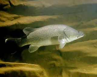 Maccullochella peelii