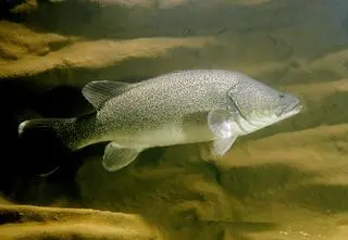 Ta ryba przepłynęła 860 kilometrów i pobiła rekord