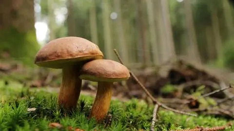 Jaka przyszłość może czekać grzybiarzy