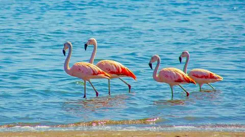Flamingi różowe