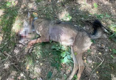 Pomylił wilka z lisem i zastrzelił. Sąd uniewinnił myśliwego