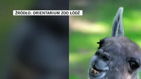 zoo