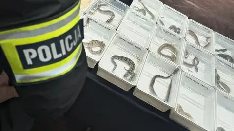 Policja zabezpieczyła łącznie 6 żółwi błotnych, 3 kameleony oraz 25 pytonów królewskich