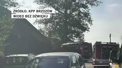 brzozow3