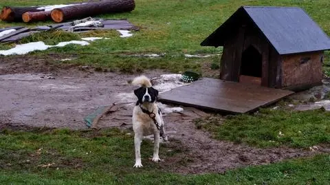 Według właściciela jego pies lubi spać na śniegu