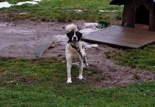 Jęk, pisk, brzdęk. "A źle im jest?"