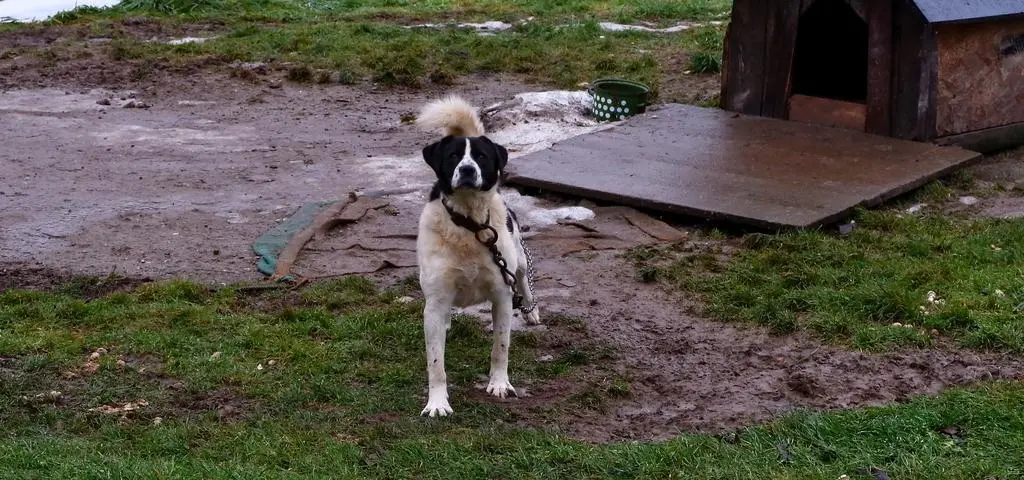 Jęk, pisk, brzdęk. "A źle im jest?"