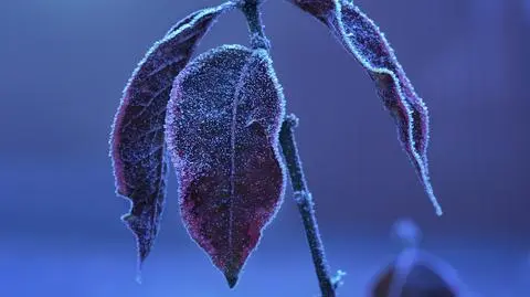 Noc, mróz, przymrozek