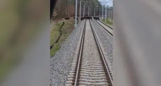 Żubry na torach kolejowych