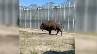Bizon pojawiła się na prywatnej posesji w Grochowach