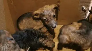 Ktoś w kartonowym pudle porzucił szczenięta, policja szuka sprawcy 