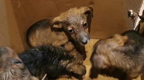 Ktoś w kartonowym pudełku porzucił szczenięta, policja szuka sprawcy 