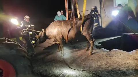 Pod dwoma 600-kilogramowymi bykami zarwała się podłoga, w nocy ratowali je strażacy