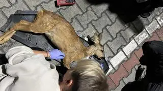 Sarna wpadła za zderzak samochodu