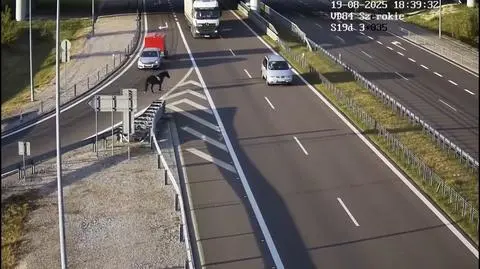 Koń wybieg ze zjazdu 