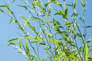 Phyllostachys bissetii - zdj. poglądowe