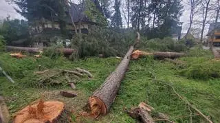 Zakopiańscy urzędnicy wydali cztery odmowy na wnioski o zgodę na wycinkę