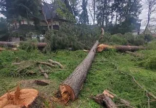 Cztery odmowy, ale drzewa wycięli. Na oczach urzędników