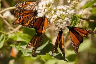 Monarcha wędrowny (Danaus plexippus)
