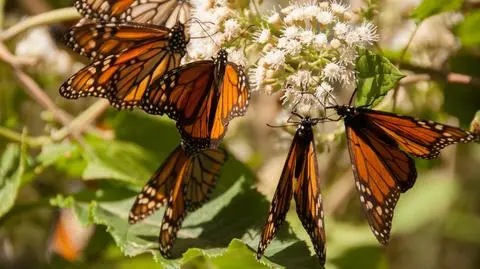 Monarcha wędrowny (Danaus plexippus)