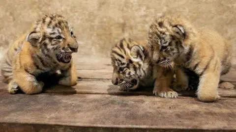 Trzy tygrysice amurskie urodziły się w opolskim zoo