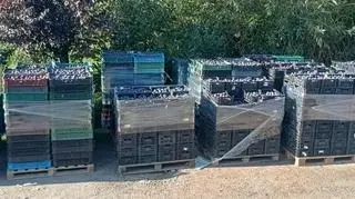Śliwki w skrzynkach, których nie odebrał klient sadownika