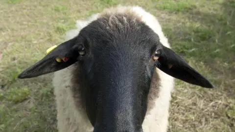 owca shutterstock_348658625