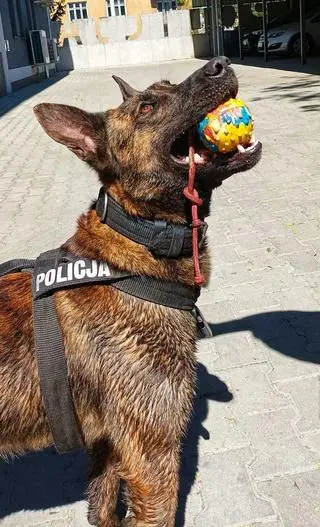 Policyjny pies Pakiet, który wywęszył narkotyki w samochodzie 20-latka