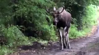 Pan Maciej natknął się na Łosia na ul. Ogórkowej